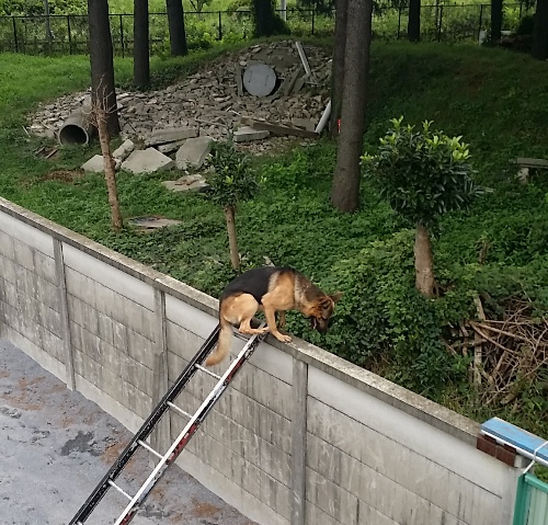 警備犬取材.jpg