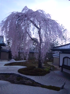 しだれ桜.jpg