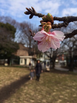 s-河津桜.jpg