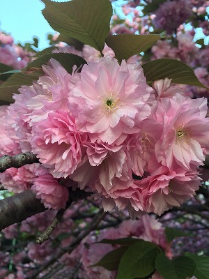 s-八重桜.jpg