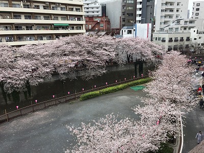 ナカメグロ桜16２.jpg