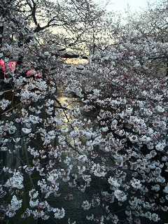 中目黒桜2015２.jpg