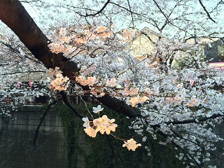 中目黒桜20151.jpg