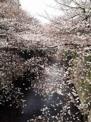 ２０１３桜.jpg