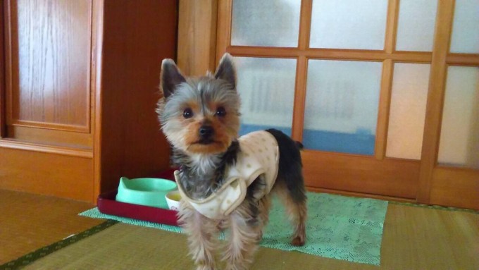 バロン