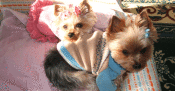 亡き愛犬にまた会えた!ペットロスを乗り越えたからわかる、愛犬との「絆」とは?【わん!ダフルストーリー】