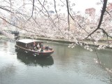 【門前仲町】船の上から楽しめる満開の桜