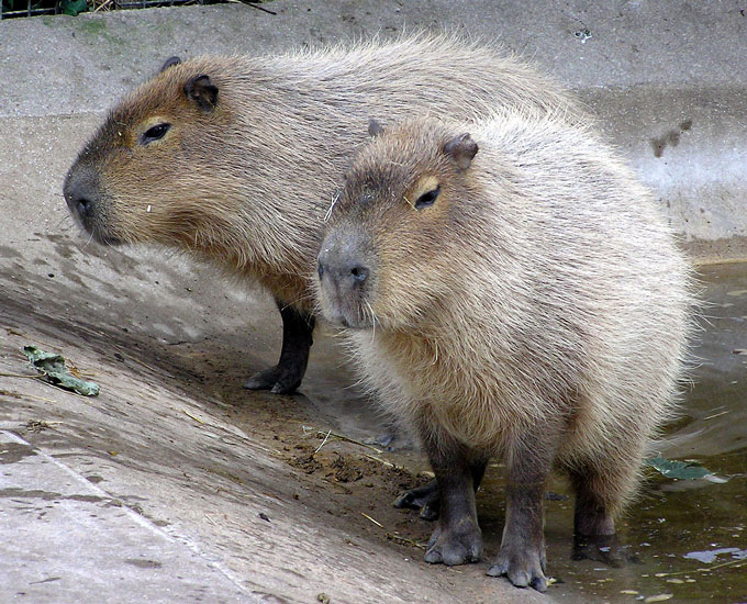 1280px-Bristol.zoo.capybara