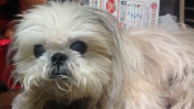 18歳のご長寿犬「ちえちゃん」を支えた「手作りごはん」とは? 【わん!ダフルストーリー】