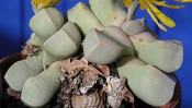 石、もしくは半分に切った里芋の煮っころがしに見えるカワイイ観葉植物とは? 【本仮屋ユイカ 笑顔のココロエ】