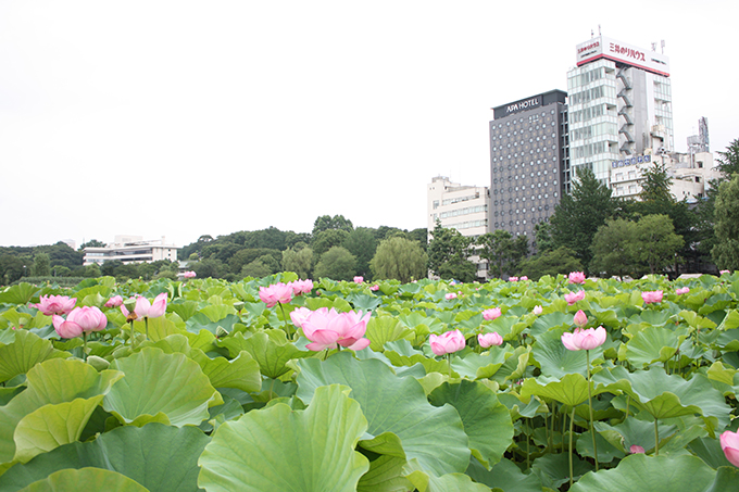 ハス中景2(w680)