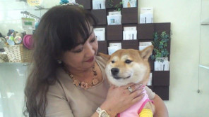 がんばれ、ひばりちゃん!前足に障害をもつ柴犬を支える家族の愛 【わん!ダフルストーリー】
