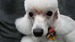 主婦から会社社長へ!華麗なる転身を支えてくれた愛犬シャロン【わん!ダフルストーリー】