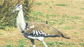 鳥が空を飛べる仕組みをご存知ですか?【鈴木杏樹のいってらっしゃい】