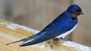 世界には1万近い種類の鳥が生息しています。【鈴木杏樹のいってらっしゃい】
