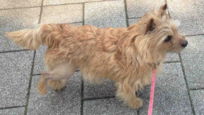 悲鳴とともに片足ケンケン!シニア犬の膝靭帯断裂の治療記【ペットと一緒に vol.21】