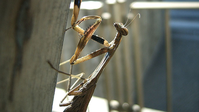 いろとりどり!カマキリの種類②【鈴木杏樹のいってらっしゃい】