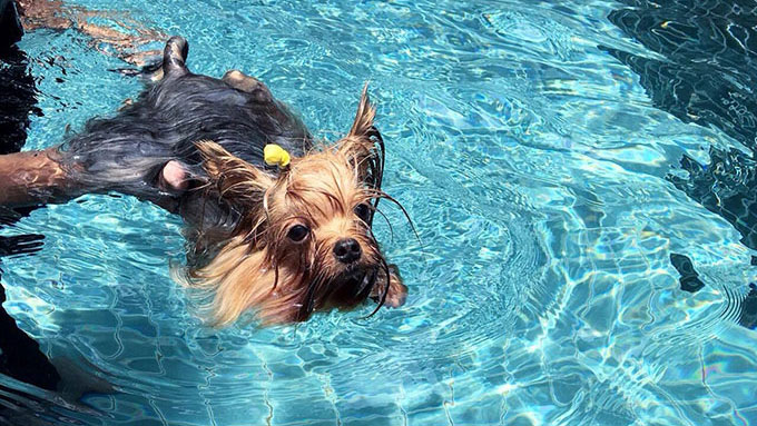 泳げない犬もいる!愛犬との水遊びを楽しむ秘訣とは?【ペットと一緒に vol.40】