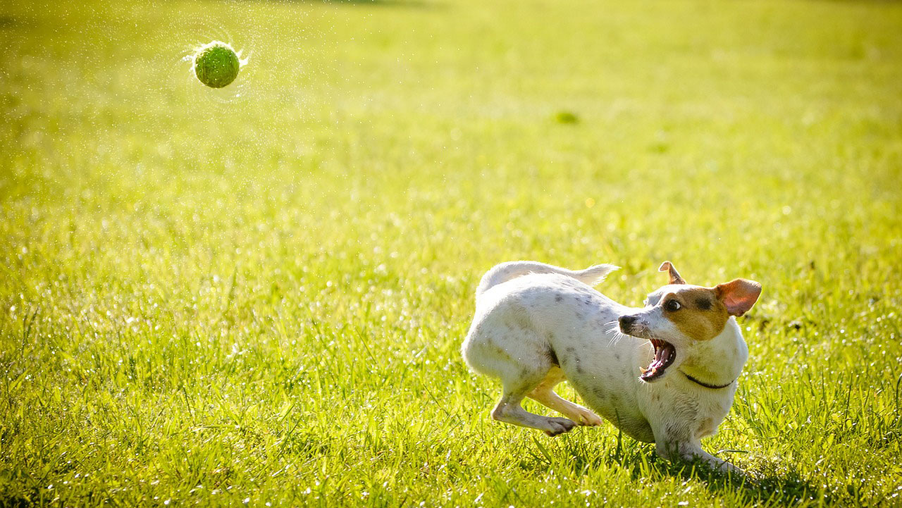 レジャー先での愛犬と飼い主の感染症を予防するには