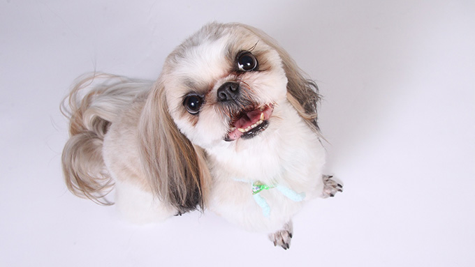 性格的に飼いにくい犬種はいる?犬種の特質を知ろう