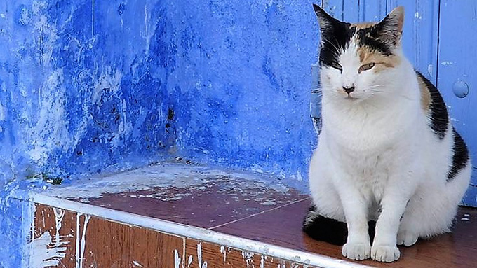 モロッコは猫の楽園!フォトジェニックな猫たちとの出会いにワクワク