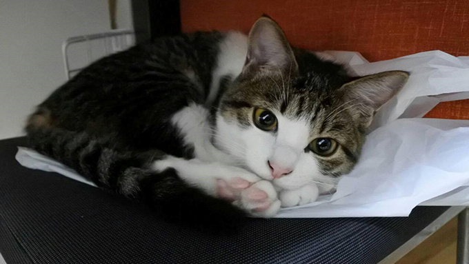 初めて迎えた保護猫が、家族の会話と笑顔を増やしてくれた!