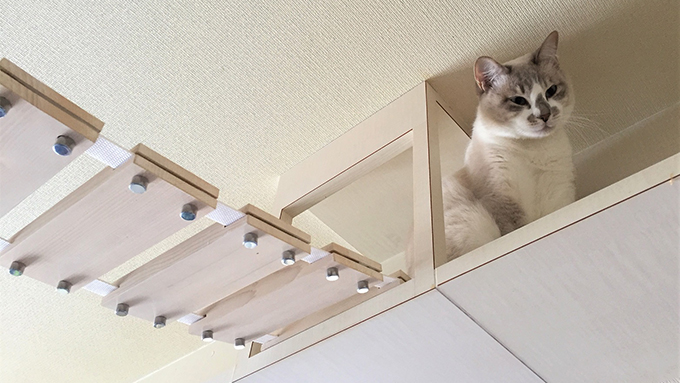 猫専門の建築士としての道に導いた、野良猫との2度の出会い