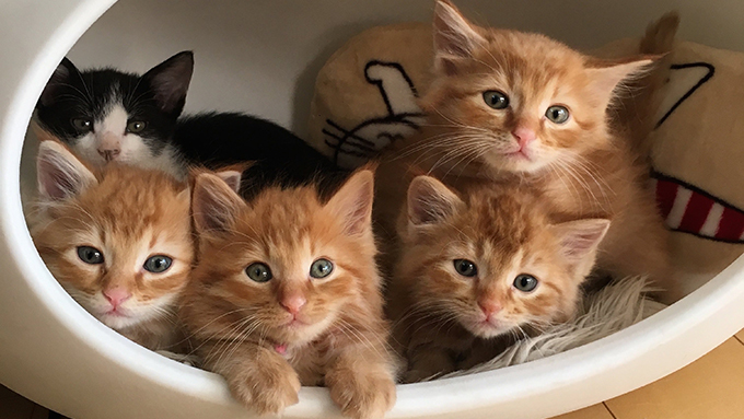 子猫100匹の新しい家族を見つけた、猫ボランティアの10年間