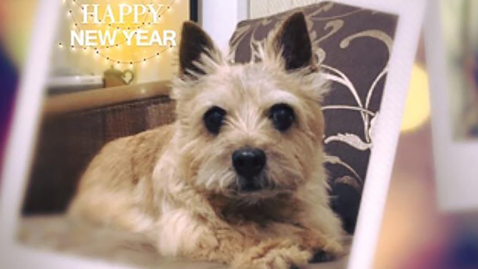 誤飲で12歳の愛犬が正月に緊急入院! 手術ハイリスクの老犬の運命は!?