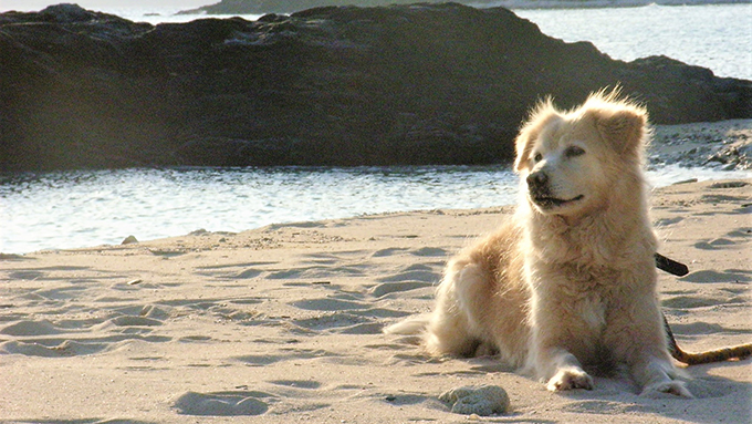 恋人に会うため3キロ泳ぐ犬、映画『マリリンに逢いたい』のモデル犬の孫に逢いたい!