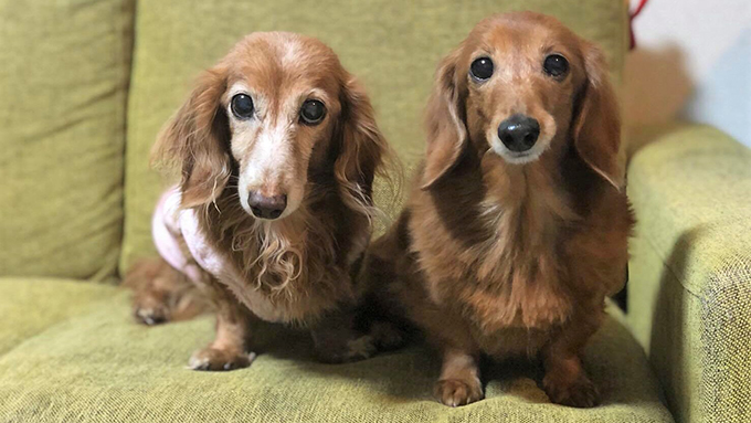 単身赴任の支えだった愛犬の、命の危機と出産とガン闘病生活