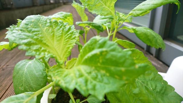 八木亜希子がベランダで育てる謎の植物