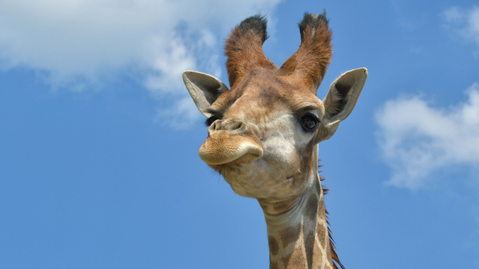 夏休みに動物園で披露したい! おもしろアニマル豆知識
