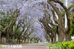 Jacarandas