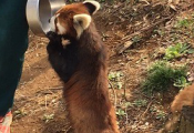 今でもレッサーパンダの風太は大人気!:動物公園駅