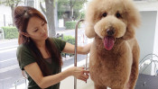 亡き愛犬が夢に!看板犬so-taが伝えたかったこととは…? 【わん!ダフルストーリー】