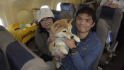 日本初!愛犬家の夢を叶えたANA「ワンワンフライト」とは? 【わん!ダフルストーリー】
