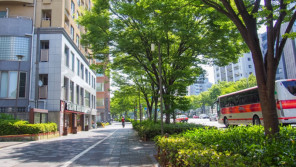 街路樹が突然倒れる!?その原因は? 【ひでたけのやじうま好奇心】