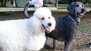チャラ男犬・勇気、パパになる!スタンダードプードル8頭のいる暮らし 【わん!ダフルストーリー】