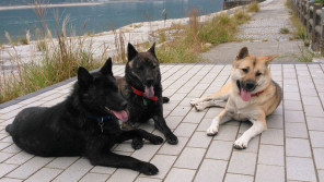 「犬は私の守り神」。紀州犬+甲斐犬2頭に守られる幸せな日々 【わん!ダフルストーリー】