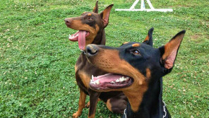 「怖い犬」の代名詞・ドーベルマンは、 実は「人を優しくしてくれる犬」だった! 【わん!ダフルストーリー】