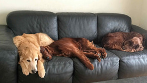 我が家の宝物は大型犬3兄弟!犬たちが教えてくれた「新しい世界」