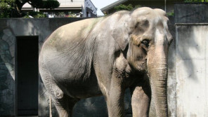 動物園の高齢化 日本の繁殖研究に期待! 【ひでたけのやじうま好奇心】