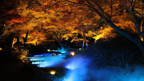 息をのむほどの幻想的な美しさ!六義園「紅葉と大名庭園のライトアップ」に行ってきました【ひろたみゆ紀・空を仰いで】