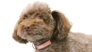 愛犬の癌を受け入れて生きる 余命2ヶ月の愛犬に贈る最後のプレゼントとは?【わん!ダフルストーリー】