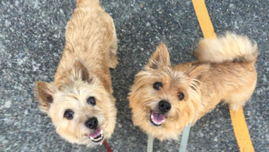 避妊しても乳ガンに! 飼い主も見逃した、愛犬の乳腺腫瘍の体験談【ペットと一緒に vol.7】