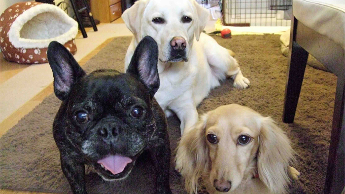 治療費数百万円。壮絶な闘病生活を乗り切った愛犬が教えてくれた…【わん！ダフルストーリー】