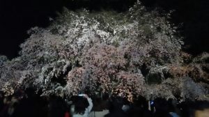 夜桜