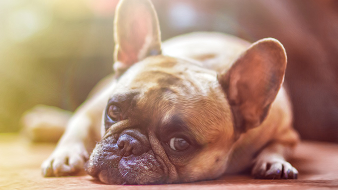 エアコンをつけての留守番でも愛犬や愛猫が熱中症に!注意点と予防策【ペットと一緒に vol.36】