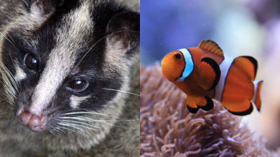 『山のいきもの、海のいきもの』